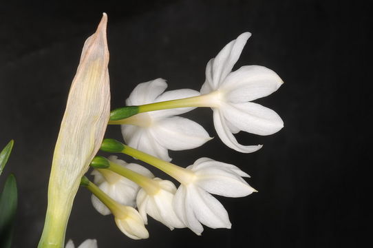 Image of paperwhite narcissus