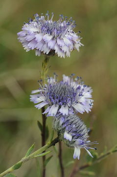 Image of Globularia arabica Jaub. & Sp.