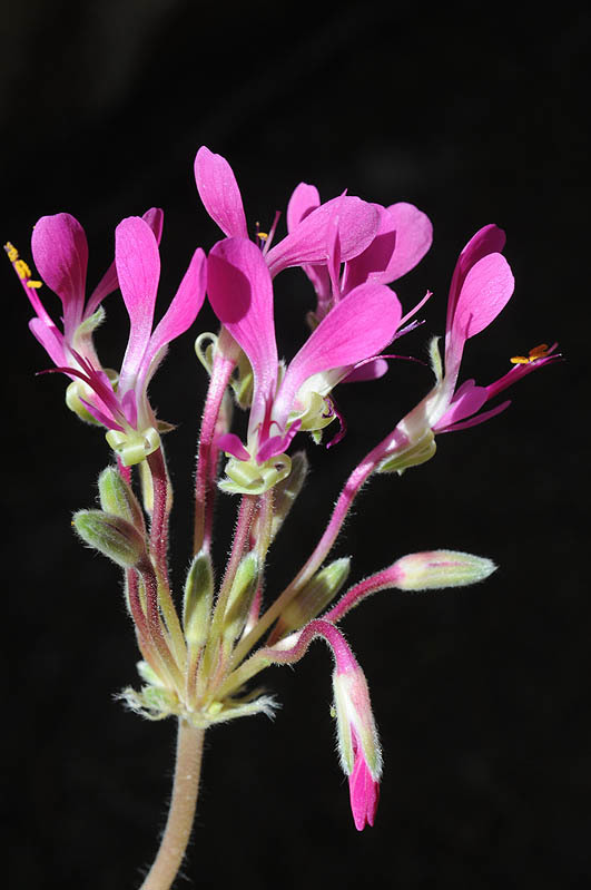 Слика од Pelargonium incrassatum (Andr.) Sims