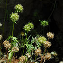 Image of Valerianella coronata (L.) DC.