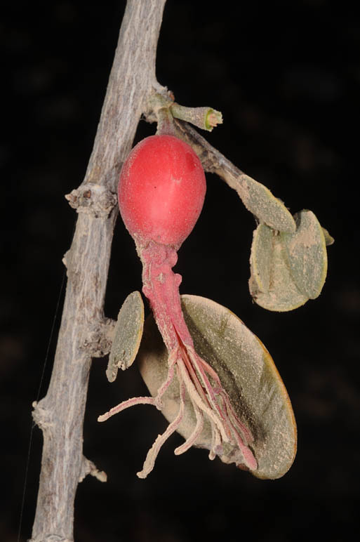 Image of Plicosepalus acaciae (Zucc.) D. Wiens & R. M. Polhill