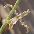 Image of Matthiola arabica Boiss.