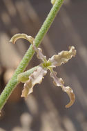 Plancia ëd Matthiola arabica Boiss.