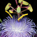 Image of Passiflora loefgrenii F. A. Vitta