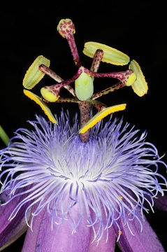 Image of Passiflora loefgrenii F. A. Vitta