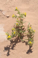 Arnebia hispidissima (Lehm.) DC.的圖片