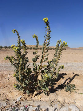 Image of Hyoscyamus desertorum (Aschers. ex Boiss.) V. Täckh.