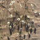 Image of Anthemis melampodina Del.