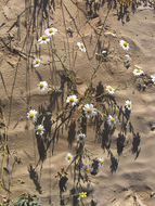 Image of Anthemis melampodina Del.