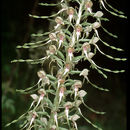 Image of Himantoglossum