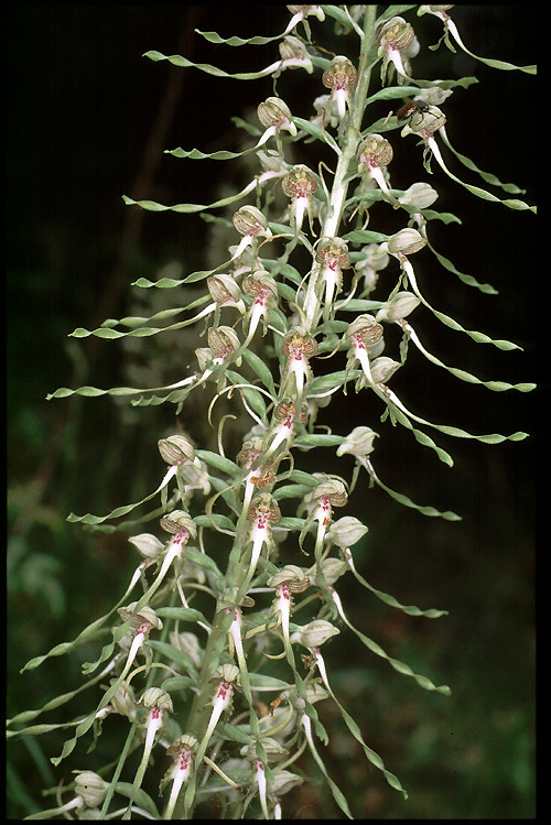 Image of Lizard orchid