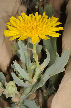 Image of Launaea angustifolia (Desf.) O. Kuntze
