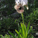 Image of Nazareth Iris