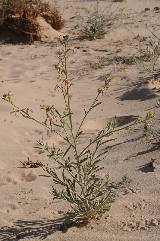 Image de Matthiola arabica Boiss.