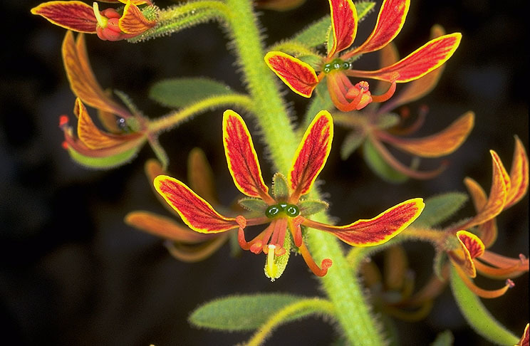 Image of Cleome arabica L.