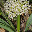 Image of Allium tel-avivense Eig