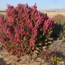 Rumex cyprius Murb. resmi