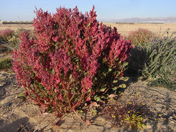 Rumex cyprius Murb. resmi