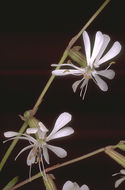 Слика од Silene dichotoma Ehrh.