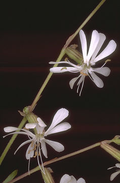 Image of Forked Catchfly