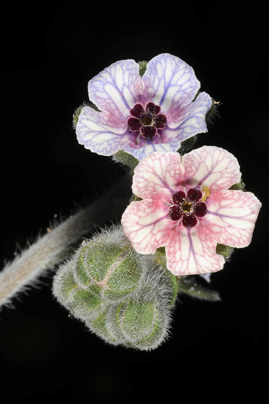 Image of blue hound's tongue