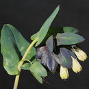 Image of Cerinthe palaestina Eig & Samuelss.