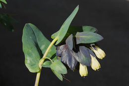 Image of Cerinthe palaestina Eig & Samuelss.