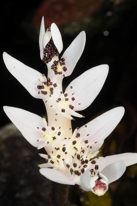 Imagem de Aponogeton distachyos L. fil.