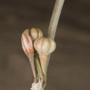 Image of Asphodelus viscidulus Boiss.