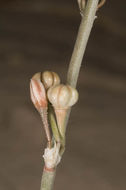 Image of Asphodelus viscidulus Boiss.
