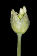 Image of Allium qasyunense Mouterde