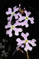 Image of Ricotia lunaria (L.) DC.
