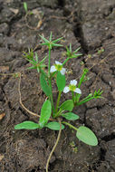 Image of Damasonium polyspermum Coss.