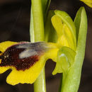 Image of Yellow Ophrys