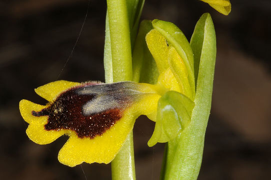 Image of Yellow Ophrys