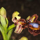 Слика од Ophrys speculum Link