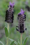 Image of French lavender