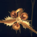 Image of Calendula palaestina Boiss.