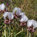 Imagem de Iris lortetii Barbey