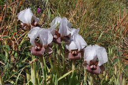 Image of Iris lortetii Barbey