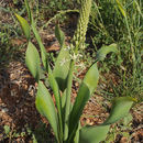 Image of Ornithogalum fuscescens Boiss. & Gaill.