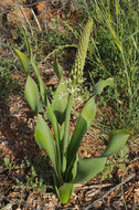 Image of Ornithogalum fuscescens Boiss. & Gaill.