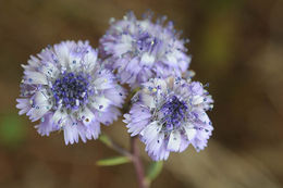 Image of Globularia arabica Jaub. & Sp.