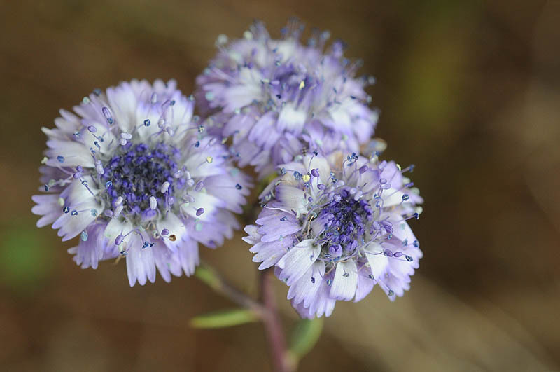 Image of Globularia arabica Jaub. & Sp.