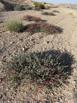 Image of Lotus lanuginosus Vent.