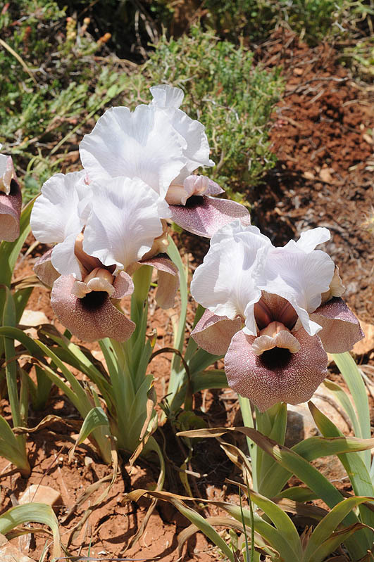 Image of Iris lortetii Barbey