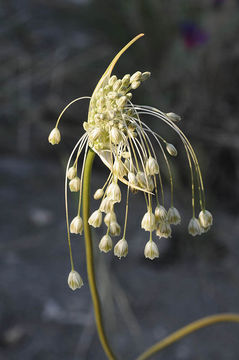 Image of Mediterranean onion