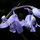 Image of <i>Hyacinthoides hispanicus</i>