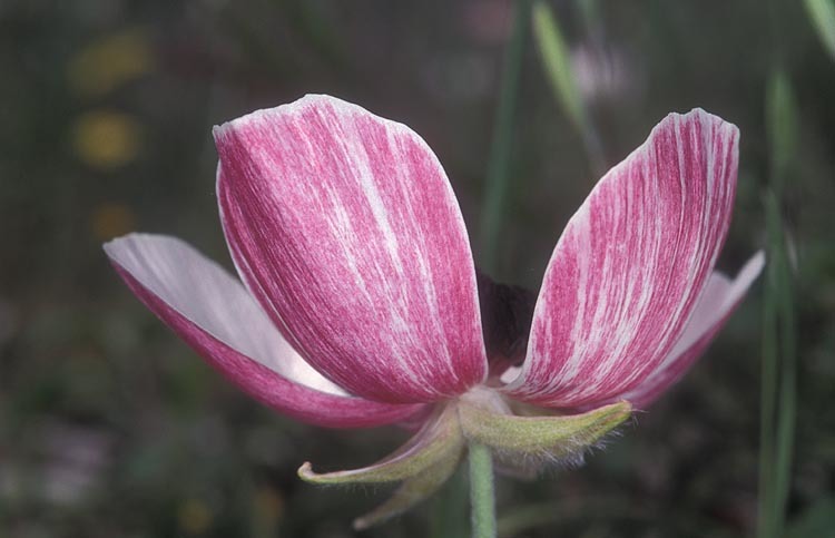 Image of Ranunculus asiaticus