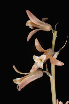 Image of Dipcadi serotinum (L.) Medik.